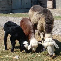 یه راس گوسفندجوان دوقلوبادوتابره(هردو بره نرهستند)
