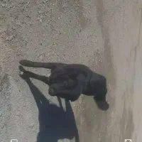 گمشده