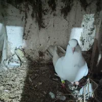 فروش تعدادی کبوتر|پرنده|ماسوله, |دیوار