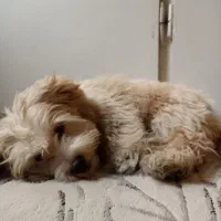 واگذاری پودل کراس|سگ|تهران, سلسبیل شمالی|دیوار