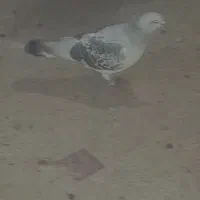 فروش جفت کلاغ بدرنگ|پرنده|کرمان, |دیوار