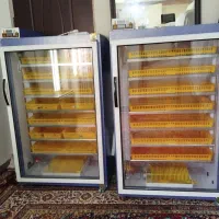 تخم مرغ . اردک . بوقلمون . غاز .شراکتی