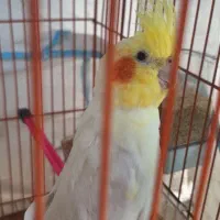 عروس هلندی  فروشی