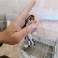 سهره سرحال رو به مستی