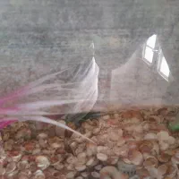 وکناره ۵متر واکواریوم سالم وتمیز|مبلمان خانگی و میز عسلی|تربتحیدریه, بالا ولایت|دیوار