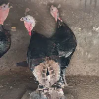 بوقلمون |حیوانات مزرعه|باسمنج, |دیوار