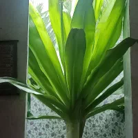 گلاب و سرکه سیب و سرکه انگور