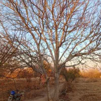 باغ-انگور-با-درختانه-میوه