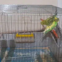 مرغ عشق|پرنده|الوند, |دیوار