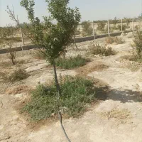 فروش ۵۱۰ متری در شهرک صنعتی ده‌حسن|فروش دفتر صنعتی، کشاورزی، تجاری|رباط‌کریم, شهرک صنعتی ده‌حسن|دیوار