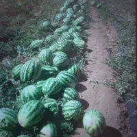 هندوانه گرد سوپر