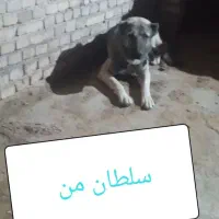 گمشده سگ