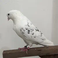 کفتر کبوتر دوکت سبز عتیقه