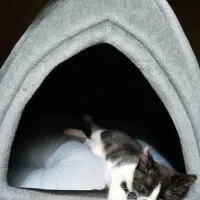 جای خواب گربه|لوازم جانبی حیوانات|بندرعباس, |دیوار