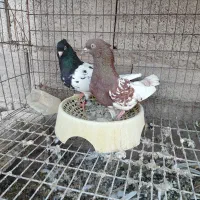 دوتاکله ای ماده....