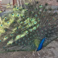 طاووس بلژیکی