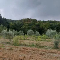 فروش زمین باغی درروستای بالاجاده جنب جنگل