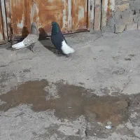 کفتر|پرنده|ساوه, |دیوار