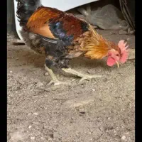 تخم نطفه دارگلین لری قلم سبز