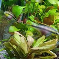 یک جفت ماهی «سیچیلاید» کربنسیس کاملاً پلنتی