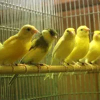 قناری|پرنده|قشم, |دیوار