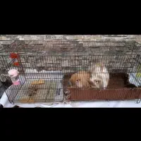 خرگوش لوپ نر و ماده، نژاد ترکیش هلندی