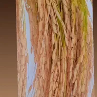 برنج هاشمی دررود|عمده‌فروشی|آبش احمد, |دیوار