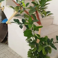 گلدان پرتقال
