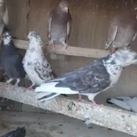 کبوتر غریبگیری15عدد