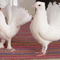 کفتر دم چتری