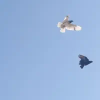 کبوتر پروندنی شیخی