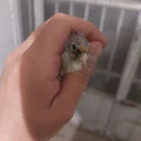 دو عدد سهره امسال معامله با جفت قناری