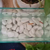 آکواریوم کوچک با ۳ ماهی زبرا