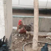 خروس|حیوانات مزرعه|قم, سنگ بند|دیوار