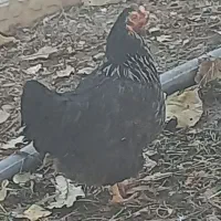 مرغ و خروس بومی|حیوانات مزرعه|فرخشهر, |دیوار