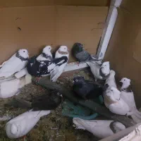 کفترطوقی|پرنده|خرمشهر, |دیوار