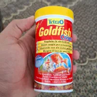 ماهی گلدفیش|ماهی|کنگاور, |دیوار