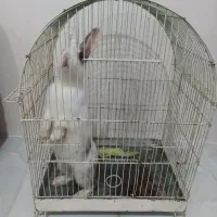 خرگوش|موش و خرگوش|سنندج, |دیوار