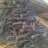خرید درخت چوب وضعایات در باغ
