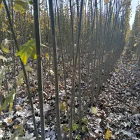 نهال های سپیدار کبوده برای دور زمین پرداخت در محل|خدمات باغبانی و درختکاری|اصفهان, صائب|دیوار