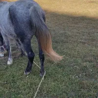 اسب مادیان نژاددار