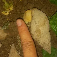 حلزون و بچه حلزون