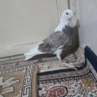 کفتر شازده سرور
