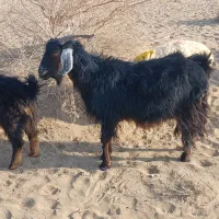 بز دورگه ابست