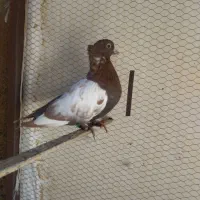 کفتر|پرنده|سبزوار, کاشفی شمالی (دادگستری)|دیوار