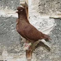 دم سفید کلاغ زرد سینه سرخ