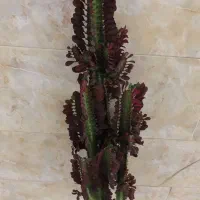 گیاه طبیعی افوربیا قرمز|گل و گیاه طبیعی|قائم‌شهر, |دیوار