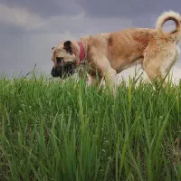 سگ سرابی نر