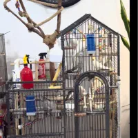 عروس هلندی همراه با قفس بزرگ کاسکویی