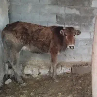 گاو ابستن|حیوانات مزرعه|جره و بالاده, |دیوار